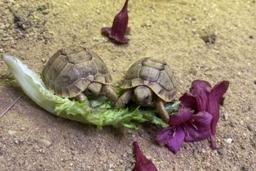 Landschildkröten kaufen und verkaufen Photo: Testudo kleinmanni Ägyptische Landschildkröte Landschildkröten kaufen und verkaufen Photo: Testudo kleinmanni Ägyptische Landschildkröte