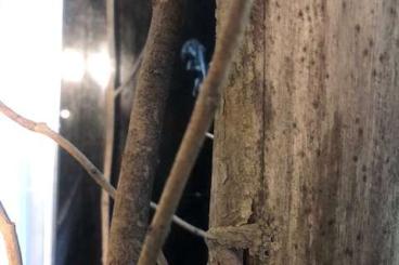 Geckos kaufen und verkaufen Photo: Uroplatus henkeli CB/2021/2022