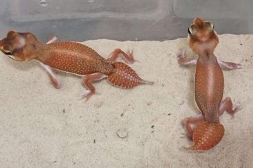 Geckos kaufen und verkaufen Foto: Nephrurus levis pilbarensis patternless 