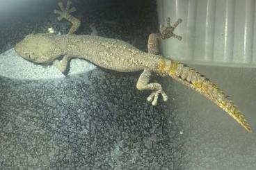 Geckos kaufen und verkaufen Photo: Strophurus ciliaris ciliaris Geckos kaufen und verkaufen Photo: Strophurus ciliaris ciliaris