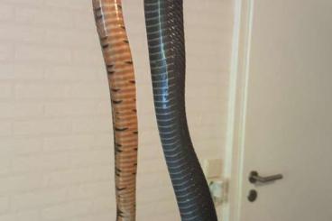 Snakes kaufen und verkaufen Photo: Drymarchon Spec. 1.0/0.1/1.1 Snakes kaufen und verkaufen Photo: Drymarchon Spec. 1.0/0.1/1.1