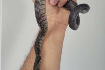 Schlangen kaufen und verkaufen Foto: 4.0 Drymarchon melenarus Rubidus ( Vera Cruz )