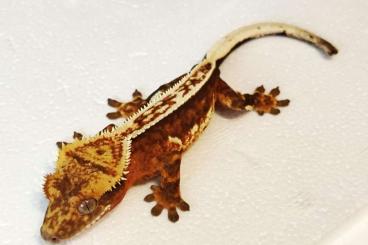 Geckos kaufen und verkaufen Foto: Correlophus ciliatus 15,60,60