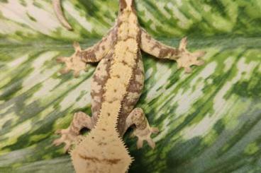 Geckos kaufen und verkaufen Foto: 0.0.95 Correlophus cliatus 