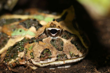 frogs kaufen und verkaufen Photo: Hamm: 1.0 Ceratophrys cranwelli, Schmuckhornfrosch