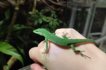 Lizards kaufen und verkaufen Photo: Takydromus dorsalis 0.0.9 Lizards kaufen und verkaufen Photo: Takydromus dorsalis 0.0.9