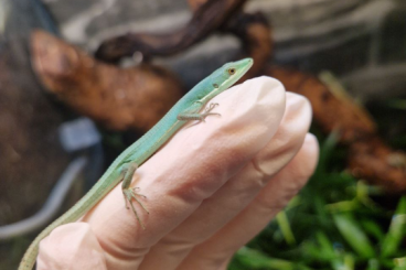 Lizards kaufen und verkaufen Photo: 2.3 Takydromus smaragdinus Japanische Langschwanzeidechse Lizards kaufen und verkaufen Photo: 2.3 Takydromus smaragdinus Japanische Langschwanzeidechse