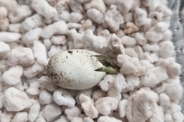 Lizards kaufen und verkaufen Photo: Takydromus smaragdinus 0.0.11 Japanische Langschwanzeidechse Lizards kaufen und verkaufen Photo: Takydromus smaragdinus 0.0.11 Japanische Langschwanzeidechse