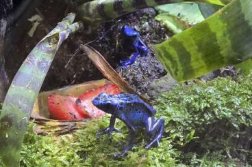 Poison dart frogs kaufen und verkaufen Photo: Suche 2 bis 3 Weibchen Azureus Poison dart frogs kaufen und verkaufen Photo: Suche 2 bis 3 Weibchen Azureus