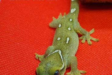 Lizards kaufen und verkaufen Photo: Kronengeckos, Höckerkopfgeckos, Sarasinorum und Gehyra