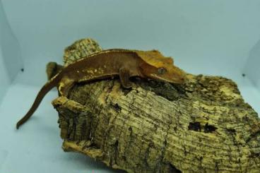 Geckos kaufen und verkaufen Foto: Kronengecko Nachwuchs, Correlophus Ciliatus