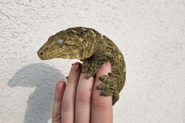 Geckos kaufen und verkaufen Foto: Rchacodactylus leachianus nuu ana Geckos kaufen und verkaufen Foto: Rchacodactylus leachianus nuu ana