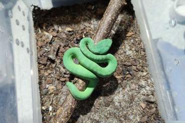 Venomous snakes kaufen und verkaufen Photo: For Hamm                     