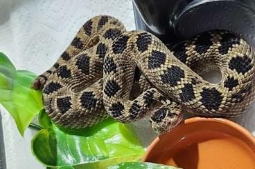 Venomous snakes kaufen und verkaufen Photo: Crotalus Scutulatus Salvini CB 2023                                  