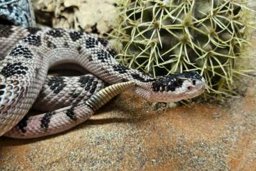 Venomous snakes kaufen und verkaufen Photo: Crotalus Scutulatus Salvini CB 2023                                  