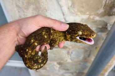 Lizards kaufen und verkaufen Photo: Rhacodactylus leachianus Bayonnaise Yate Goro Cranwelli Mutant Lizards kaufen und verkaufen Photo: Rhacodactylus leachianus Bayonnaise Yate Goro Cranwelli Mutant