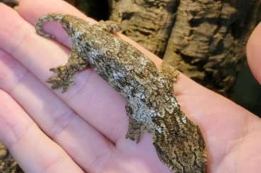 Echsen kaufen und verkaufen Foto: Rhacodactylus leachianus Bayonnaise Yate Goro Cranwelli Mutant Echsen kaufen und verkaufen Foto: Rhacodactylus leachianus Bayonnaise Yate Goro Cranwelli Mutant