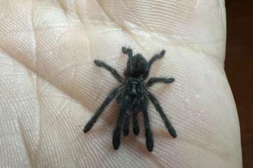 Spinnen und Skorpione kaufen und verkaufen Foto: spider sell list Spinnen und Skorpione kaufen und verkaufen Foto: spider sell list