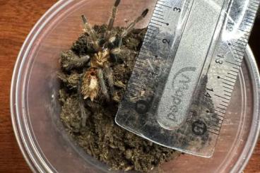 Spinnen und Skorpione kaufen und verkaufen Foto: spider sell list                 