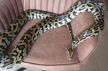 Schlangen kaufen und verkaufen Foto: Python Molurus Bivittatus