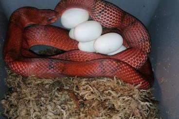 Schlangen kaufen und verkaufen Foto: Oligodon purpurascens "Tioman Island" 
