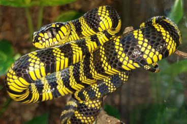 Schlangen kaufen und verkaufen Foto: Boiga dendrophila latifasciata (Mindanao mangrovesnake))