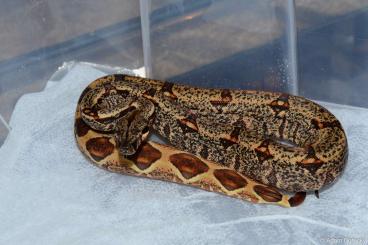 Snakes kaufen und verkaufen Photo: Boa: Img Hypo, Ca Motley, poss. het. Anery.. Houten: 17.4.