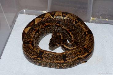 Boas kaufen und verkaufen Foto: Boa: Img Hypo, Ca Motley,.. Terraristika Hamm 11.6.