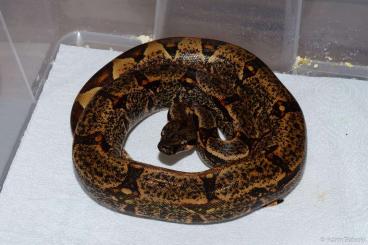 Boas kaufen und verkaufen Foto: Boa: Img Hypo, Ca Motley,... Terraristika Hamm 11.6.