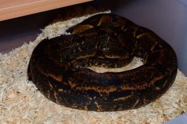 Snakes kaufen und verkaufen Photo: Boa morphs: IMG Hypo Sharp. (I can bring to Hamm: 9.9.2023)