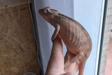 Chamaeleons kaufen und verkaufen Photo: 0.2 Fucifer Pardalis Pantherchamäleon incl Terrarium 