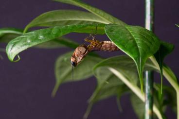 Insects kaufen und verkaufen Photo: Tarachodula pantherina - Nachzuchten