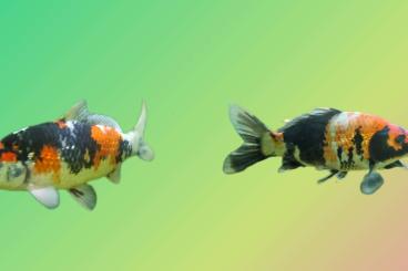 Zierfische kaufen und verkaufen Foto: Zwei Showa Japan Koi Damen Zierfische kaufen und verkaufen Foto: Zwei Showa Japan Koi Damen