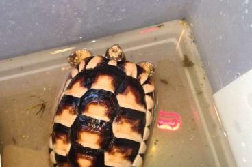 Schildkröten  kaufen und verkaufen Foto: 2 jahr alte Breitrandschildkröte zu abgabe 