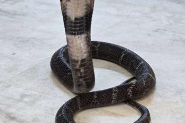 Venomous snakes kaufen und verkaufen Photo: 0.1 Naja atra NZ 08/2021 