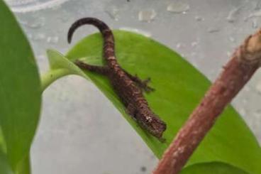 Geckos kaufen und verkaufen Foto: 0.0.x Lepidodactylus lugubris