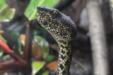 Venomous snakes kaufen und verkaufen Photo: 1.1 Trimeresurus purpureomaculatus DNZ 2021