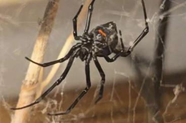 echte Webspinnen kaufen und verkaufen Foto: LOOKING FOR: Latrodectus species females & juveniles 