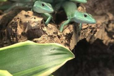 Echsen kaufen und verkaufen Foto: 3.0 Gastropholis prasina cbb 2024 Echsen kaufen und verkaufen Foto: 3.0 Gastropholis prasina cbb 2024