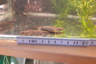 Newts kaufen und verkaufen Photo: Triturus cristatus, Kammmolche Nachzuchten abzugeben