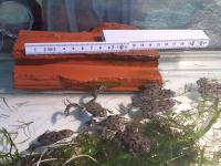 Bild 7/8