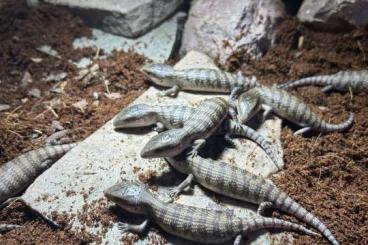 Skinks kaufen und verkaufen Photo: Teliqua scincoides chimaera Skinks kaufen und verkaufen Photo: Teliqua scincoides chimaera