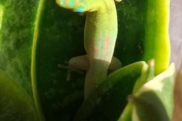 Geckos kaufen und verkaufen Foto: Phelsuma laticauda laticauda NZ23