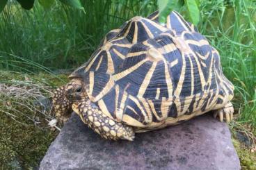 Landschildkröten kaufen und verkaufen Foto: SUCHE 2 alte, adulte Geochelone elegans aus der Zucht von GEORG STORMS Landschildkröten kaufen und verkaufen Foto: SUCHE 2 alte, adulte Geochelone elegans aus der Zucht von GEORG STORMS