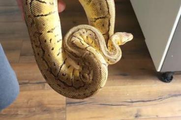 Ball Pythons kaufen und verkaufen Photo: 2.5 Breeding Group Adult!