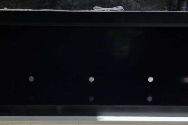 Enclosures kaufen und verkaufen Photo: Kunststoffterrarien weiß oder schwarz Enclosures kaufen und verkaufen Photo: Kunststoffterrarien weiß oder schwarz