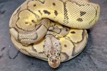 Königspythons kaufen und verkaufen Foto: Diverse Königspythons zur Abgabe
