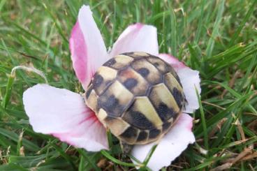 Tortoises kaufen und verkaufen Photo: Verkaufe Spornschildkröten/ Griechische Landschildkröten