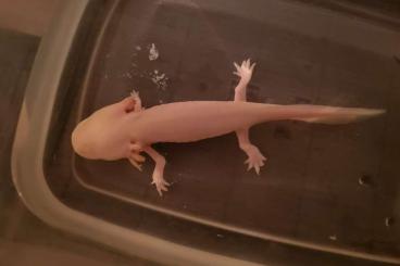 Newts kaufen und verkaufen Photo: 3 Axelotl mit Aquarium zu verkaufen