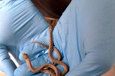 Snakes kaufen und verkaufen Photo: Dasypeltis gansi NZ2024 abzugeben Snakes kaufen und verkaufen Photo: Dasypeltis gansi NZ2024 abzugeben